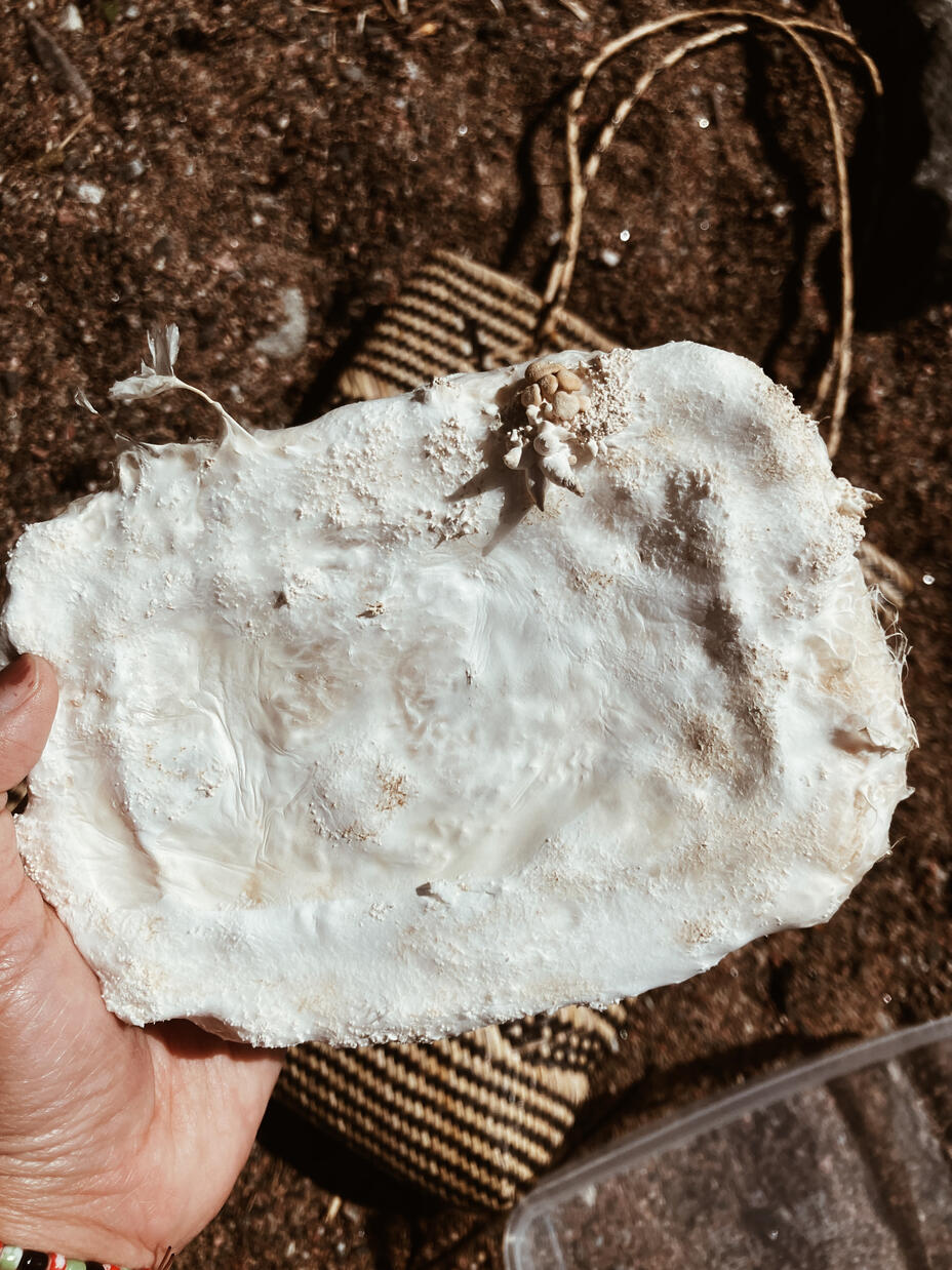 Mycofelting1